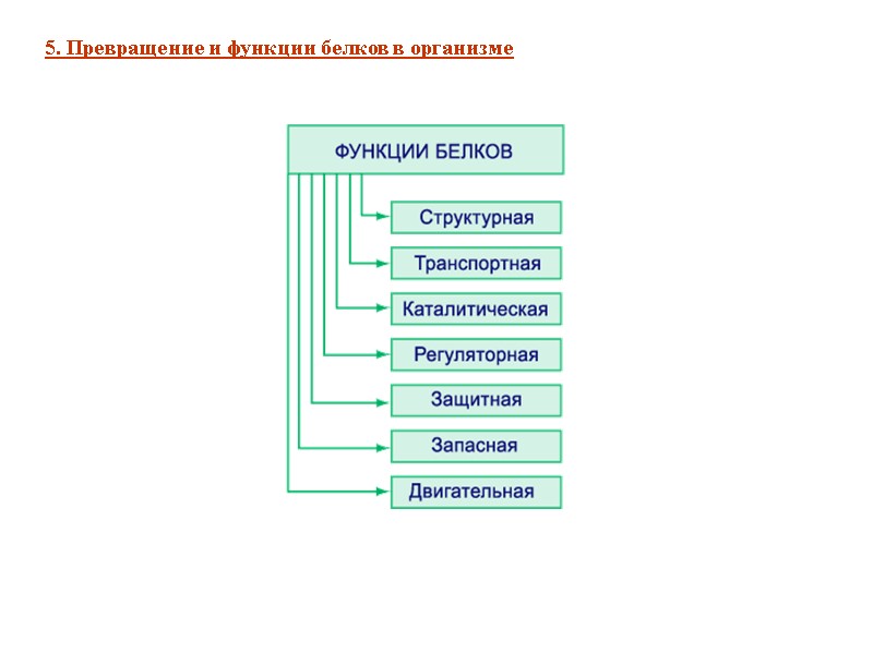 5. Превращение и функции белков в организме